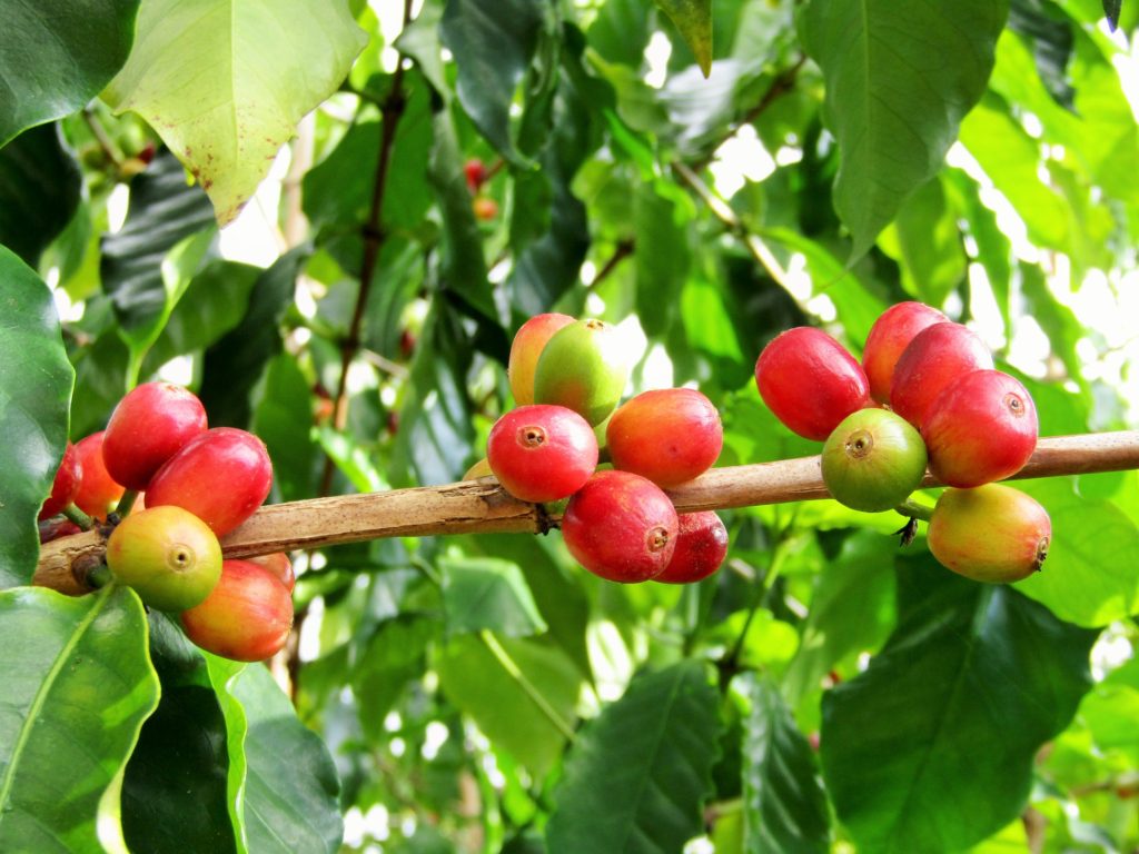 コーヒー豆の名称は原産地や品種で決まる